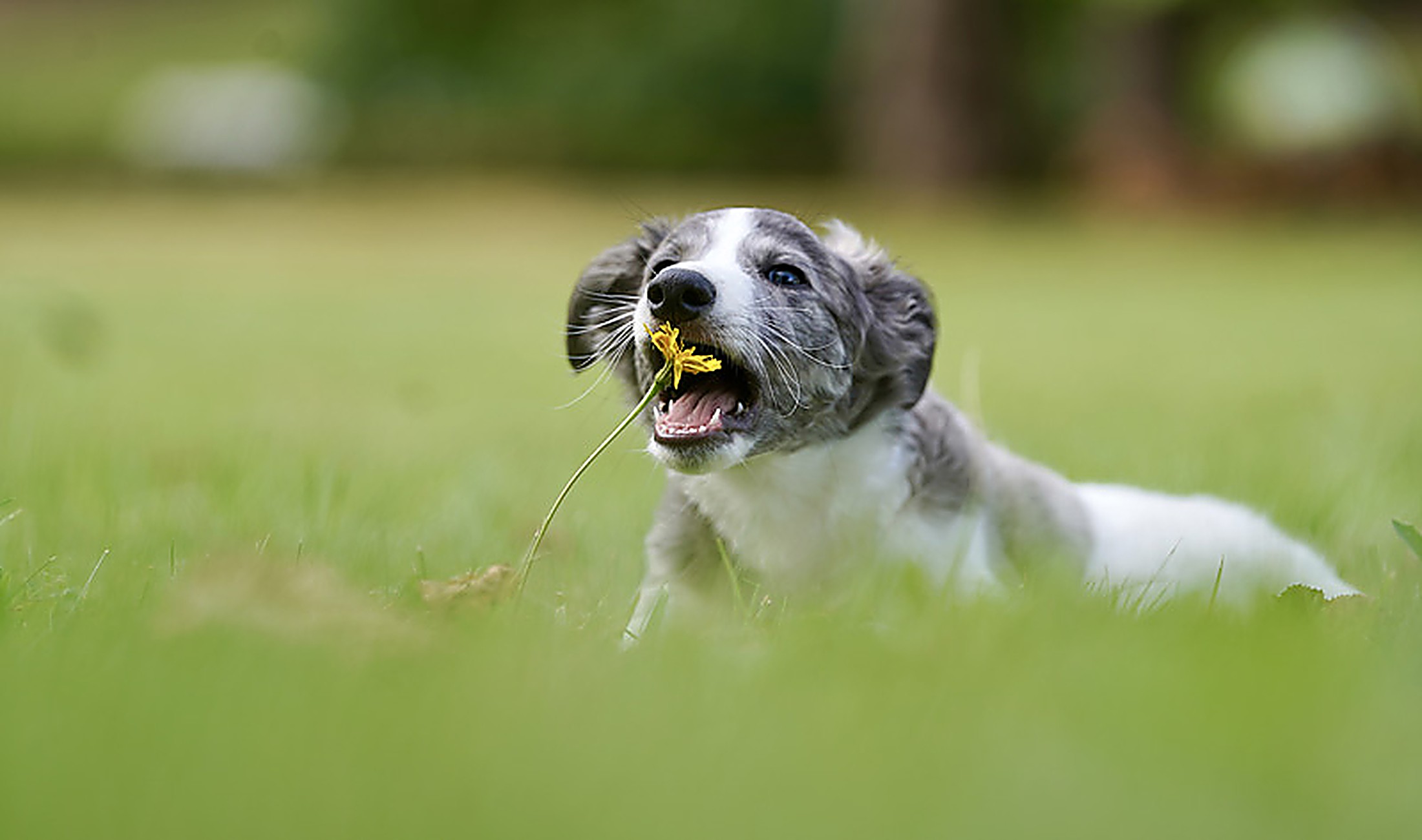 Hundefotografie in Bern – Welpe mit Löwenzahnblüte auf der Wiese