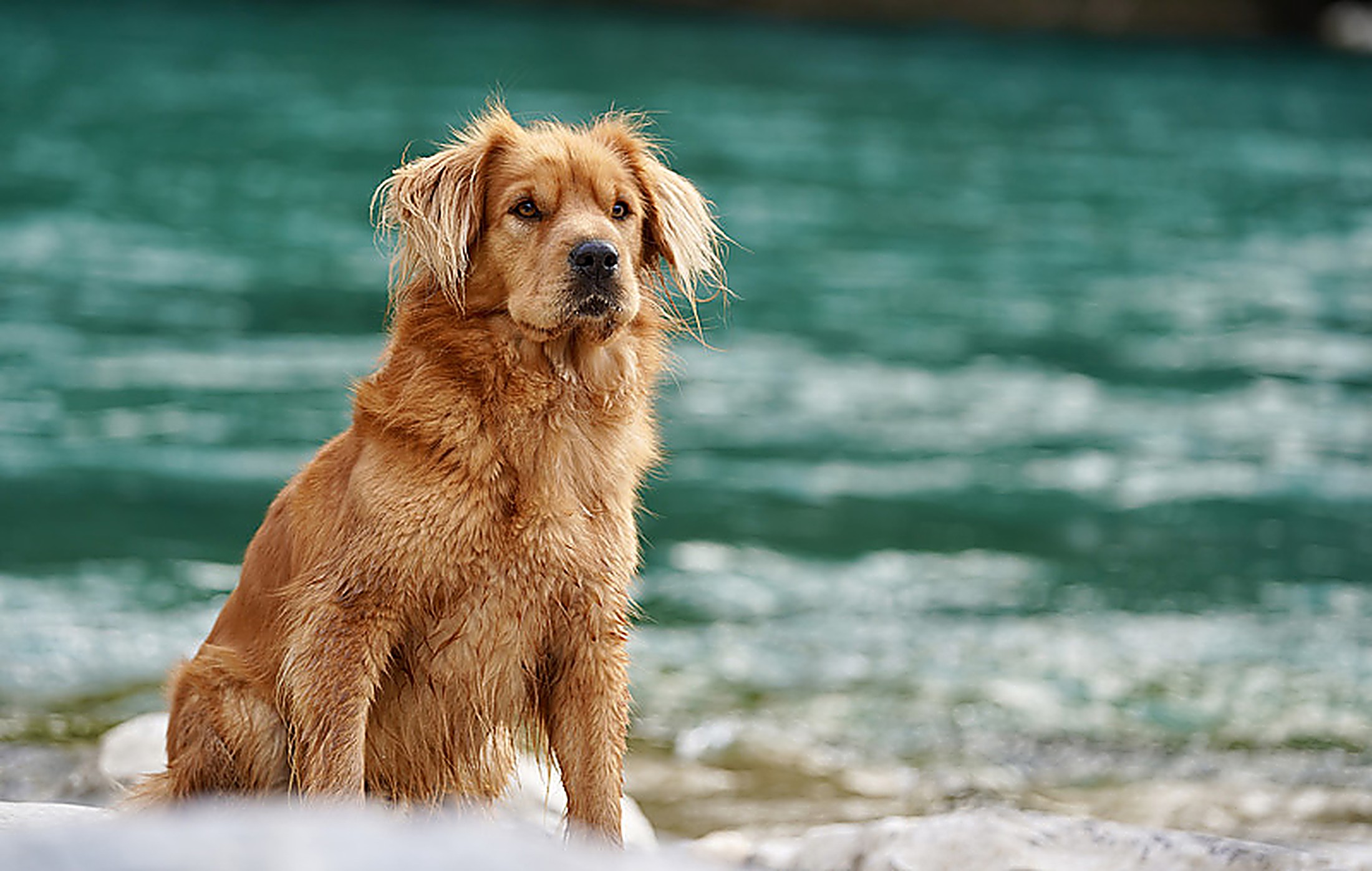 Hundefotografie in Bern – Golden Retriever am Flussufer