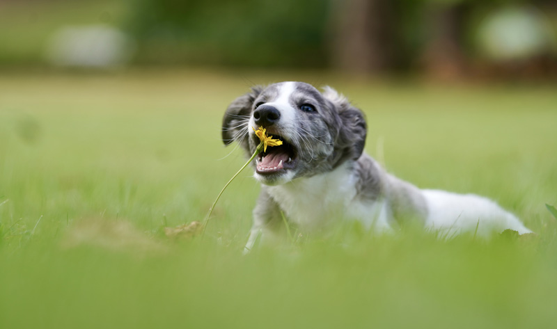 Hundefotografie Bern – Welpe mit Löwenzahnblüte