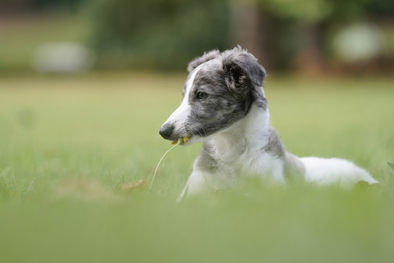 Hundefotografie Bern – Evan