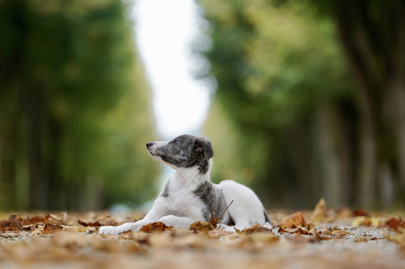 Hundefotografie Bern – Evan