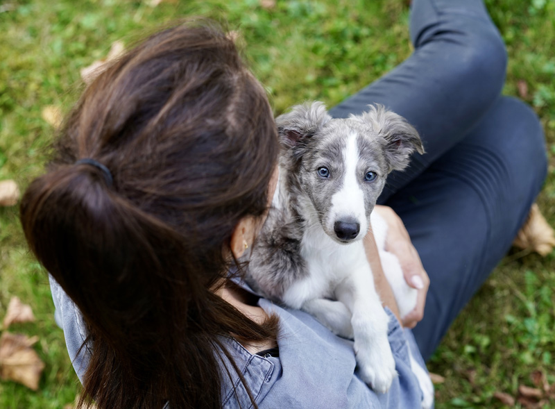 Hundefotografie Bern – Evan