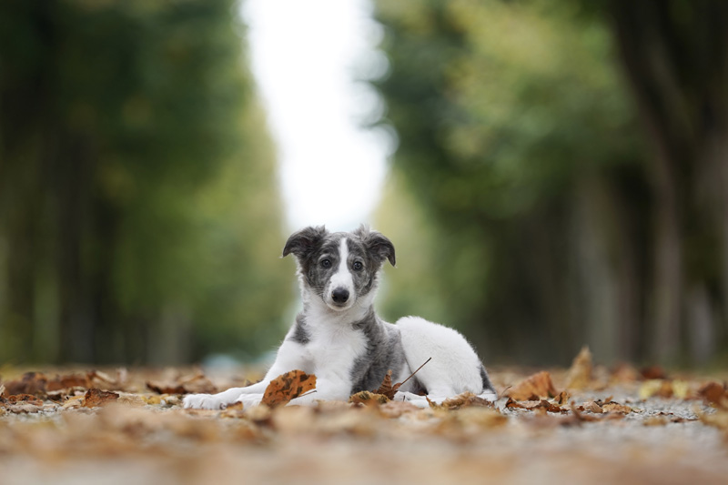 Hundefotografie Bern – Evan