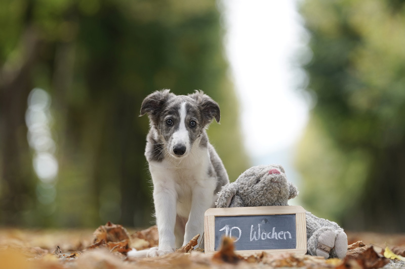 Hundefotografie Bern – Evan