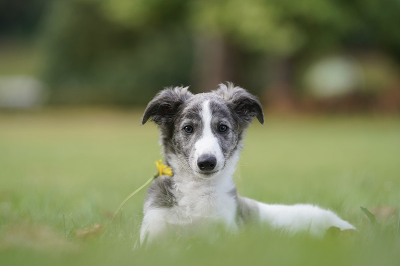 Hundefotografie Bern – Evan