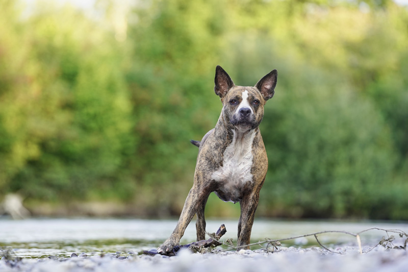 Hundefotografie Bern – Melinda