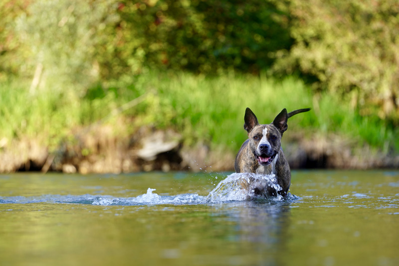 Hundefotografie Bern – Melinda