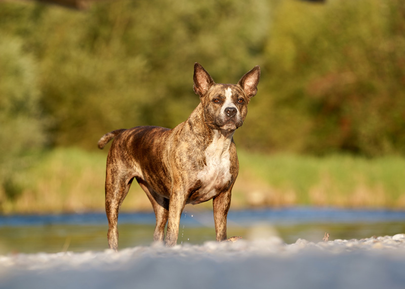 Hundefotografie Bern – Melinda