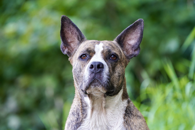 Hundefotografie Bern – Melinda