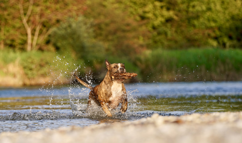 Hundefotografie Bern – Hund in der Natur