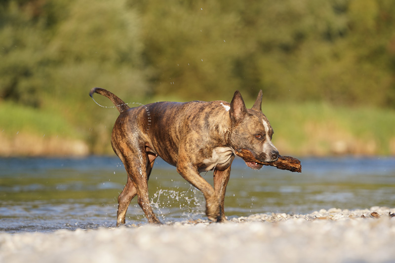 Hundefotografie Bern – Melinda