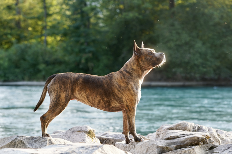 Hundefotografie Bern – Melinda