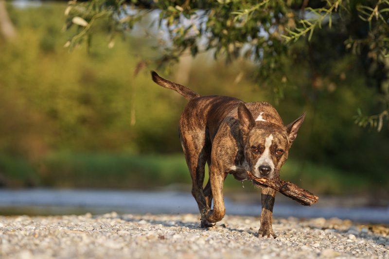 Hundefotografie Bern – Melinda