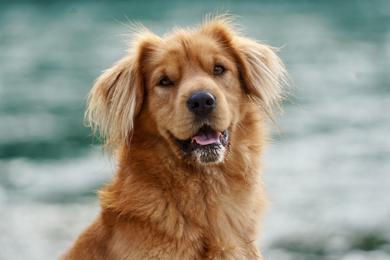 Hundefotografie Bern – Rusty
