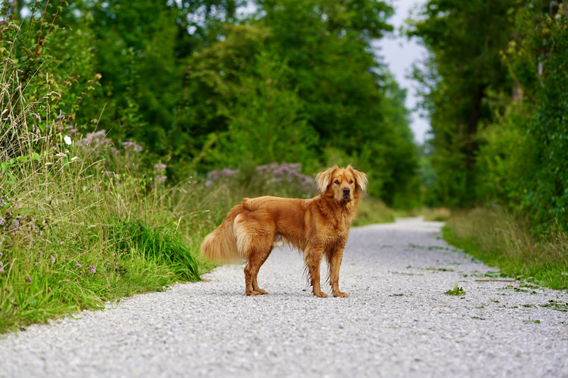 Hundefotografie Bern – Rusty