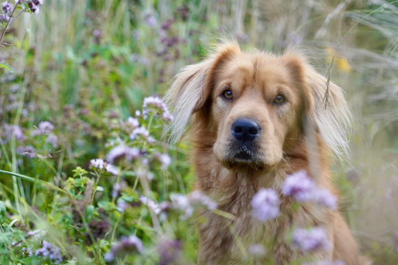 Hundefotografie Bern – Rusty