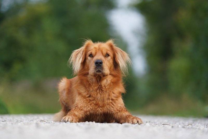 Hundefotografie Bern – Rusty
