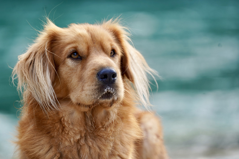 Hundefotografie Bern – Rusty