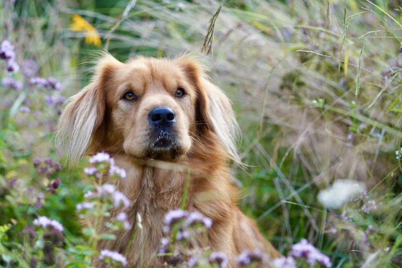 Hundefotografie Bern – Rusty