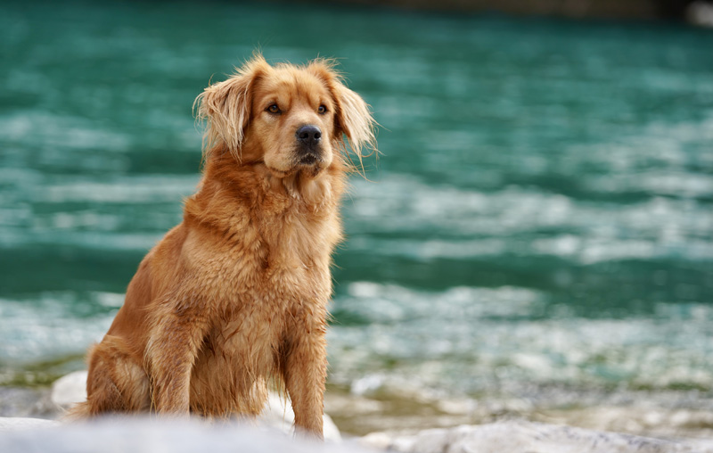 Hundefotografie Bern – Golden Retriever am Wasser