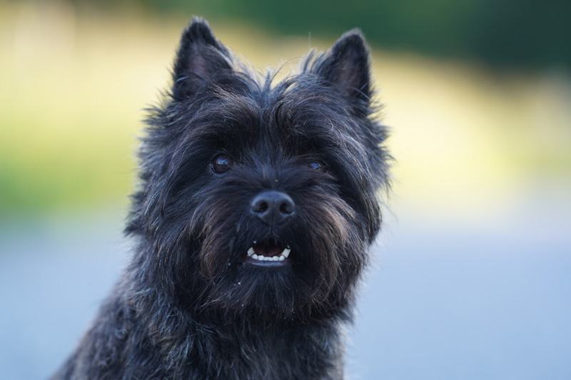 Hundefotografie Bern – Lilly Emma Nero