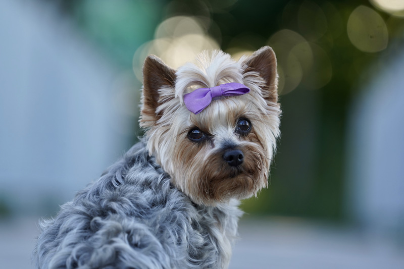 Hundefotografie Bern – Lilly Emma Nero