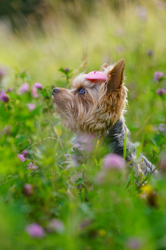Hundefotografie Bern – Hundeporträt in der Natur