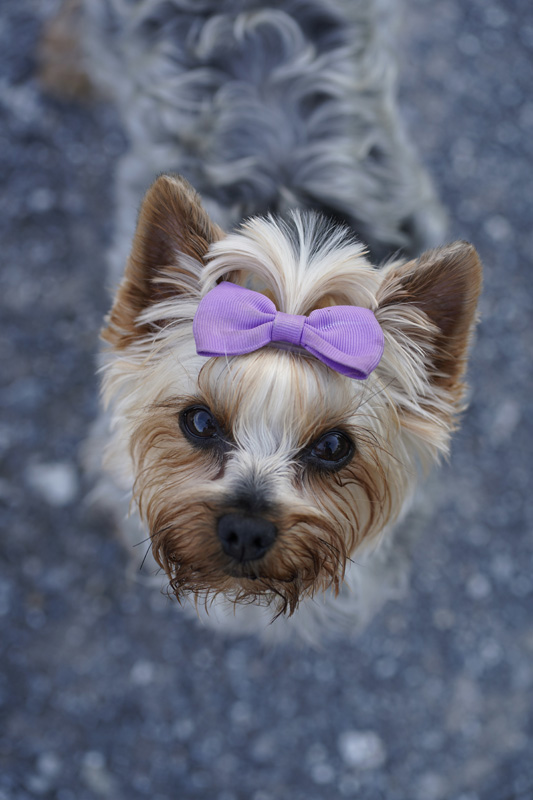 Hundefotografie Bern – Lilly Emma Nero