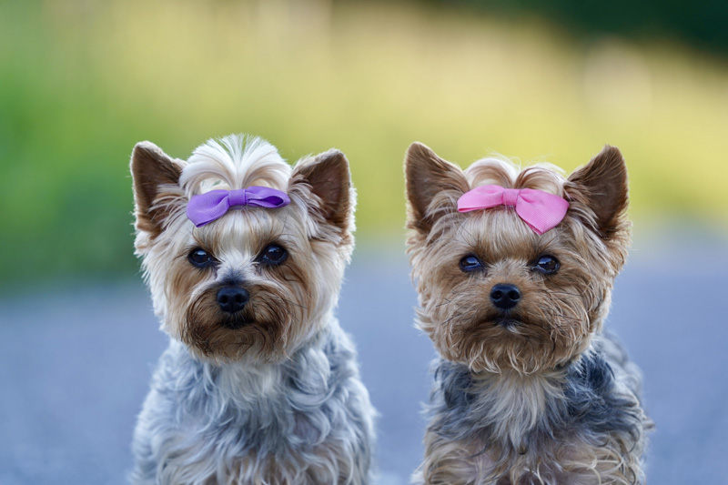 Hundefotografie Bern – Lilly Emma Nero