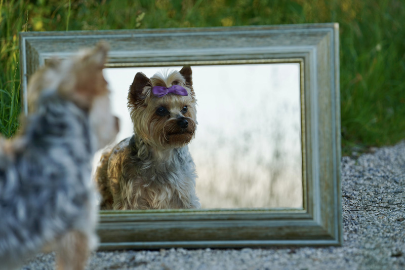 Hundefotografie Bern – Lilly Emma Nero