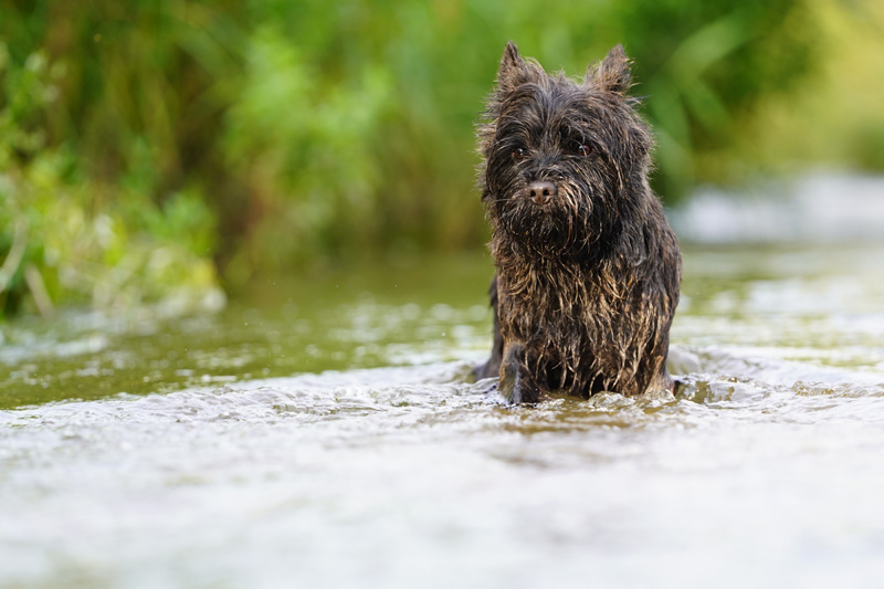 Hundefotografie Bern – Lilly Emma Nero