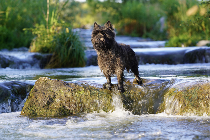 Hundefotografie Bern – Lilly Emma Nero