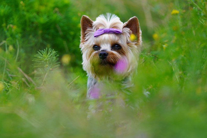 Hundefotografie Bern – Lilly Emma Nero