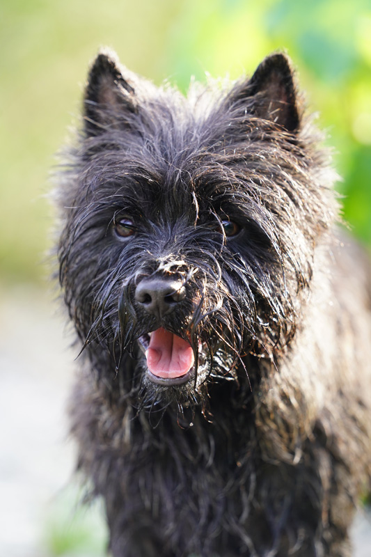 Hundefotografie Bern – Lilly Emma Nero