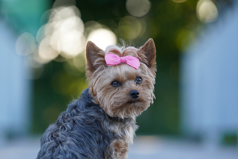 Hundefotografie Bern – Lilly Emma Nero