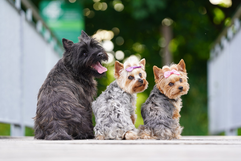 Hundefotografie Bern – Lilly Emma Nero