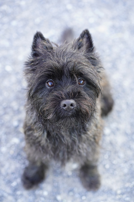 Hundefotografie Bern – Lilly Emma Nero