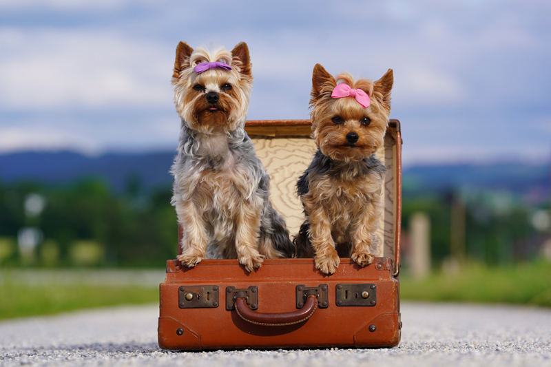 Hundefotografie Bern – Lilly Emma Nero