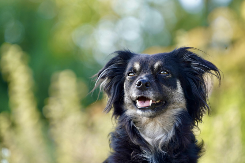 Hundefotografie Bern – Porträt eines Hundes in der Natur
