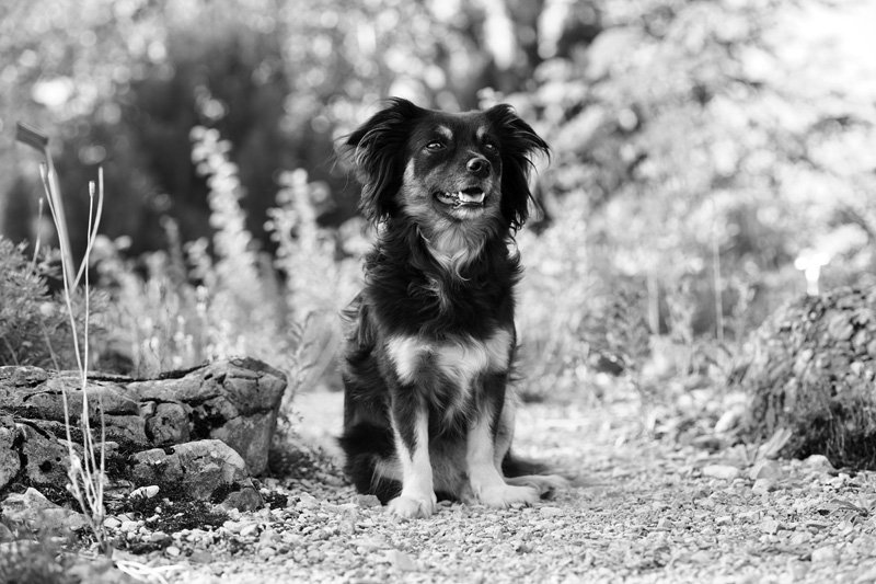 Hundefotografie Bern – Malou