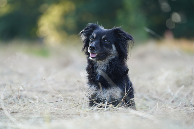Hundefotografie Bern – Malou