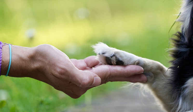 Hundefotografie Bern – Malou