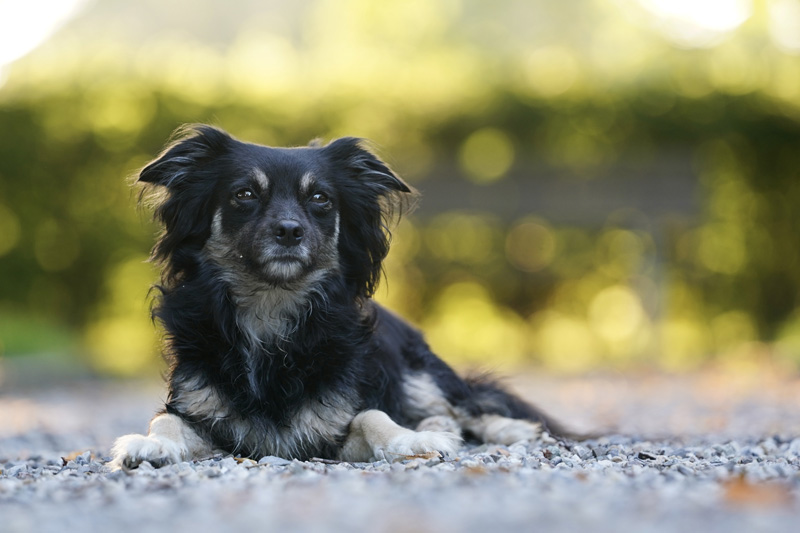 Hundefotografie Bern – Malou