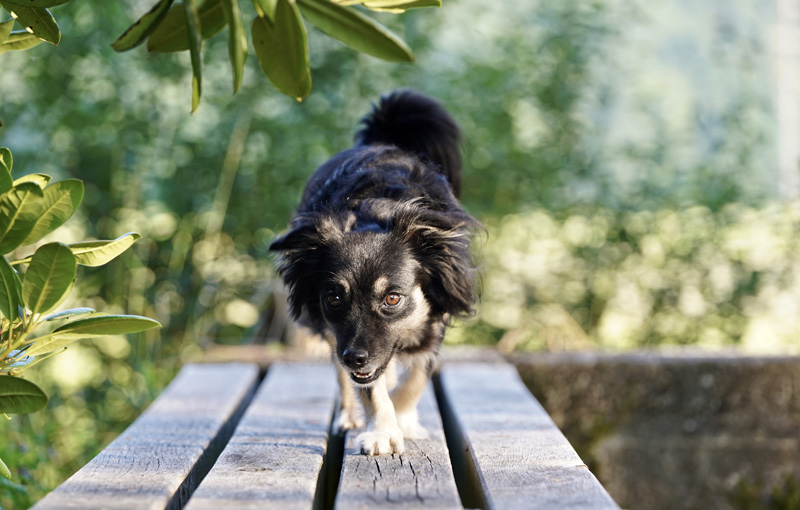 Hundefotografie Bern – Malou