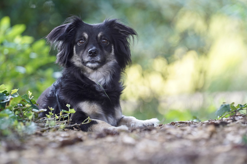 Hundefotografie Bern – Malou