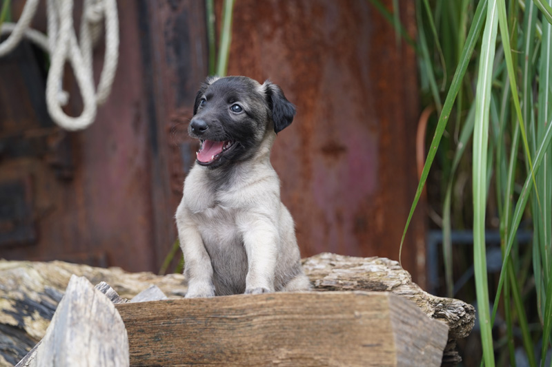 Hundefotografie Bern – Welpe auf Holzstapel