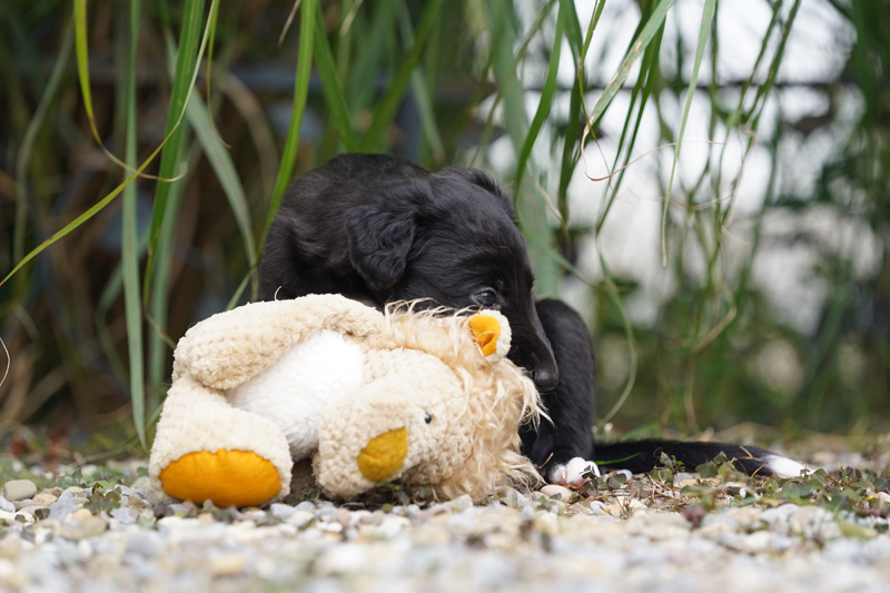 Hundefotografie Bern – Welpenshooting