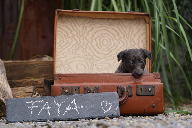 Hundefotografie Bern – Welpenshooting