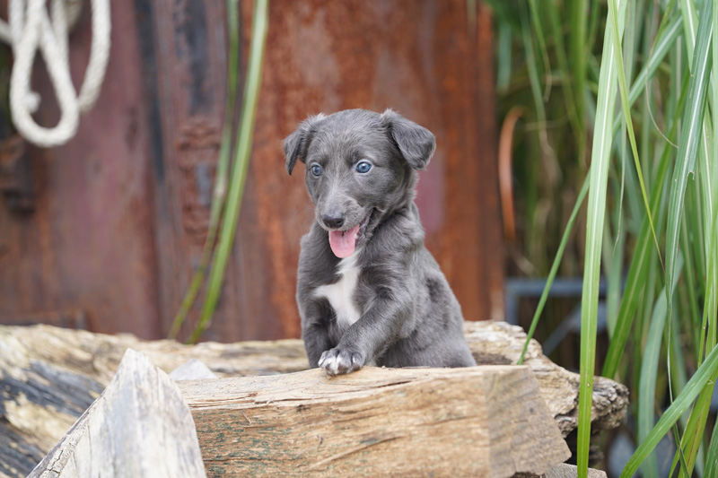 Hundefotografie Bern – Welpenshooting