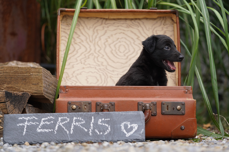 Hundefotografie Bern – Welpenshooting